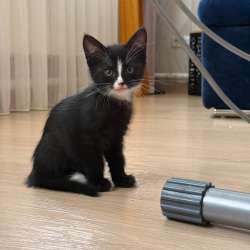 Отдадим котенка - кошечку, родилась 24.08.2026 в Новокузнецке фото 4