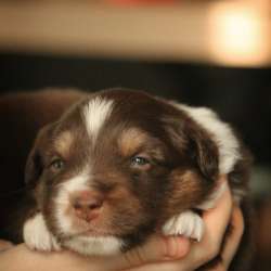 Щенок Miniature American Shepherd (MAS) - кобель фото 5