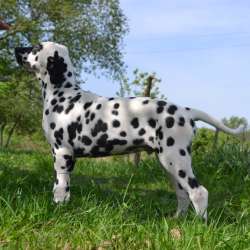 Dalmatian Puppies from White Gures фото 4