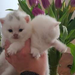 Британские котята, разного возраста, большой выбор