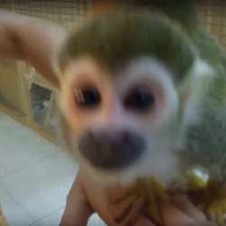 Обезьянка ищет ответственную, обеспеченную Семью. Monkey фото 11