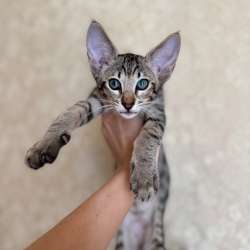 Ориентальный котенок
