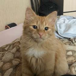 Котята в добрые руки в Челябинске фото 3