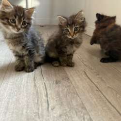 Отдаю котят