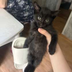 В добрые ручки котенка? в Ангарске
