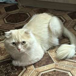 кот на вязку