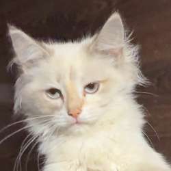Отдам котят в добрые руки в Томске фото 4