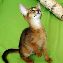 ABY фото 4