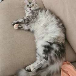 Кошка Мейн-кун в ДОБРЫЕ руки