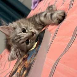 Котята в Румянцево фото 3