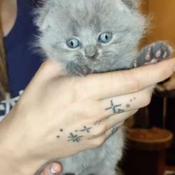 Британские котята