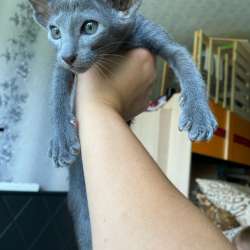 Ориентальные котята, бурманские котята, сфинкс в Санкт-Петербурге фото 7