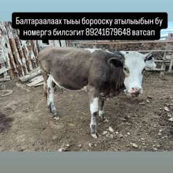 Срочно. Только ватсап в Якутске