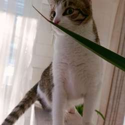 Кошечка ищет дом