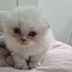 Продаются котята, голубоглазые, шотландские вислоухие фото 22