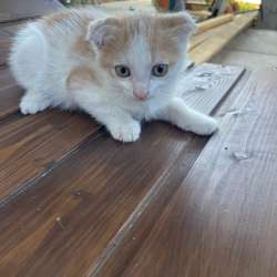 Котята ищут дом в Краснодаре фото 3
