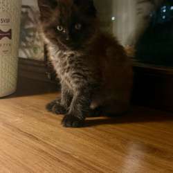 Котята в Рязани