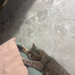 Отдам кошку в Тольятти