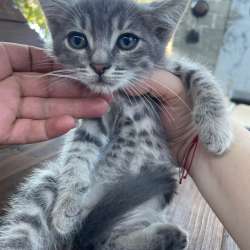 Котята ищут дом в Краснодаре фото 6
