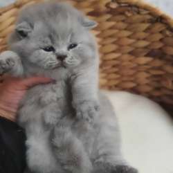 Британские котята, разного возраста, большой выбор