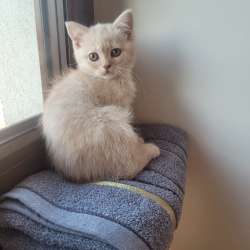 Котята Шотландские