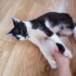 Отдам котёнка бесплатно