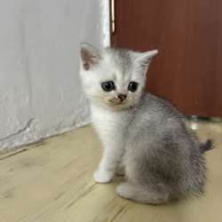 Шотландские котята фото 3