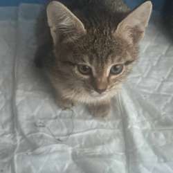 Котята в Казани фото 3