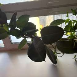 Продаю цветы за низкие цены