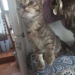 Котенок девочка ищет новый дом