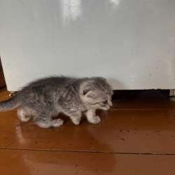 Котенка в хорошие руки в Топках