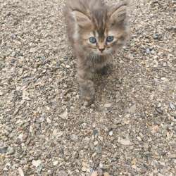 Котята в добрые руки в Нальчике фото 5