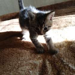 Отдам бесплатно котят фото 5
