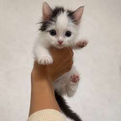 Ласковый котенок в добрые руки