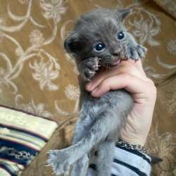 Котята в добрые руки в Махачкале фото 4
