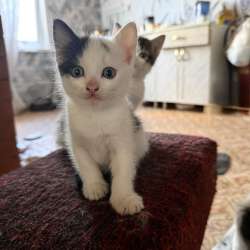 Котята. Мальчики