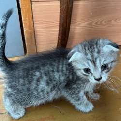 Котенка в хорошие руки в Топках фото 4