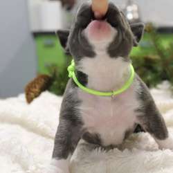 Открыта Бронь на American Bully премиум качества фото 7