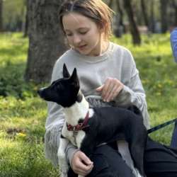 Basenji. Басенджи. Щенок. Puppy