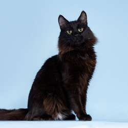 Пушистый чёрный ласковый кот Абдулла в Москве фото 3