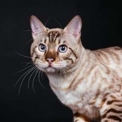 Bengal snow beautiful cat фото 3