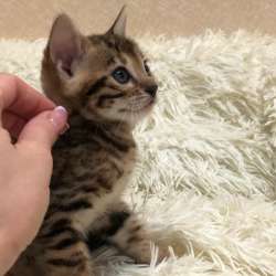 Бенгальские котята фото 3