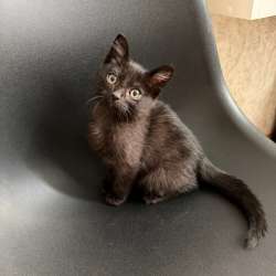Котёнок