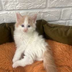 Котенок мейн-кун в Владивостоке фото 7