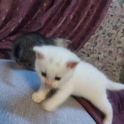Отдам котят в Светлогорске