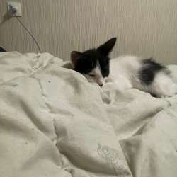 Котенок в добрые руки в Кудрово