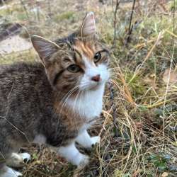 Отдам кошку в добрые