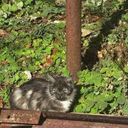 Котята бесплатно в Менделеевске фото 4