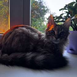 Кошка  мейнкун шесть месяцев