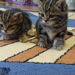 Котята мальчик и девочка британские прямоухие в Ленинске
